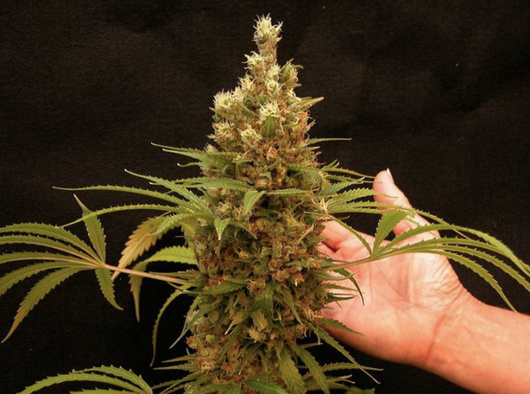 Опыленное растение конопли семена домашней марихуаны